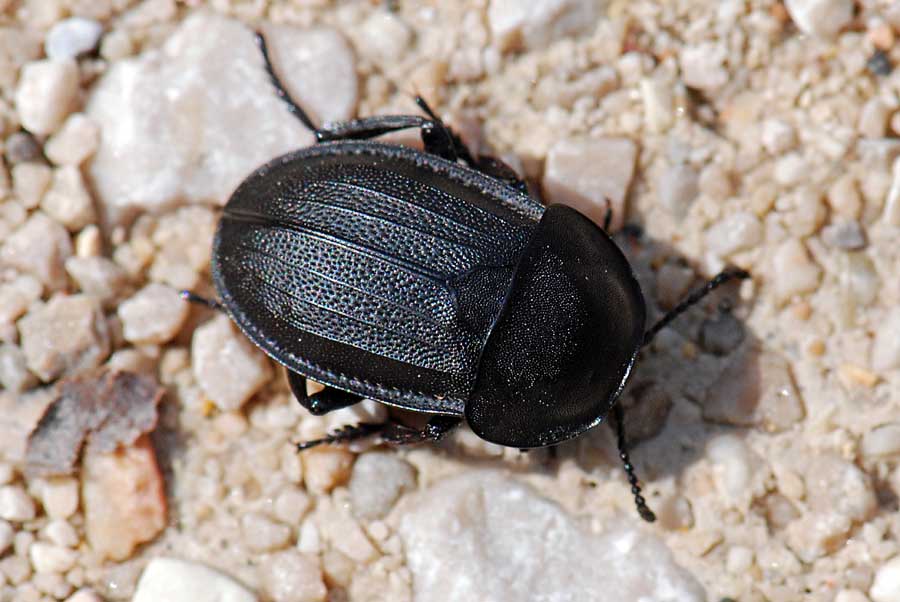 Silphidae da identificare